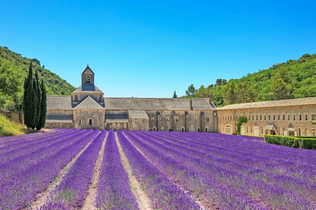 Vacances en Provence : où voir les champs de lavande ?